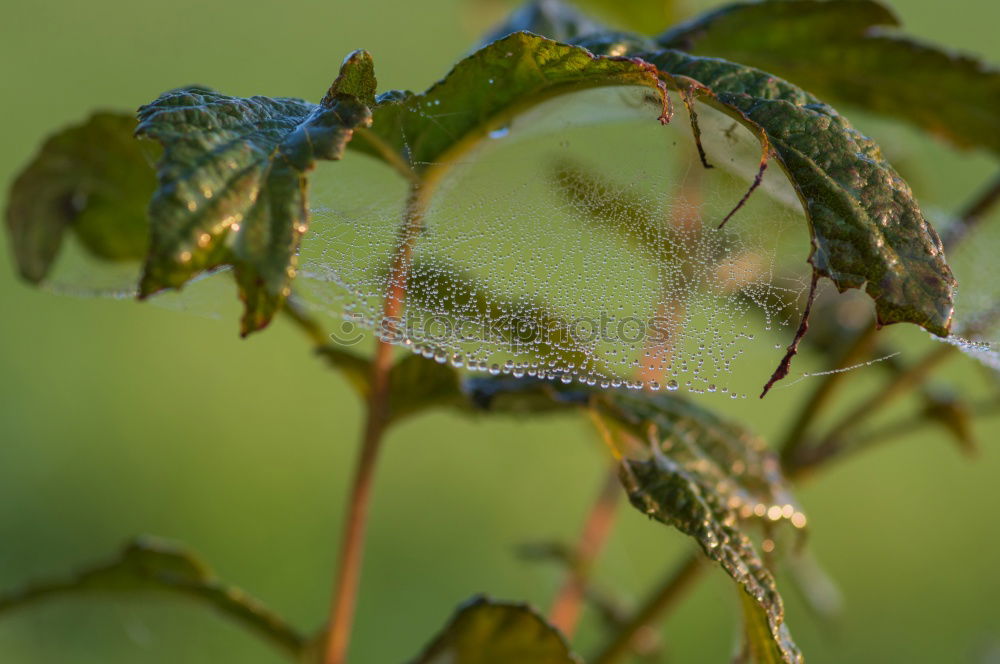 Similar – Image, Stock Photo rosemary Mediterranean