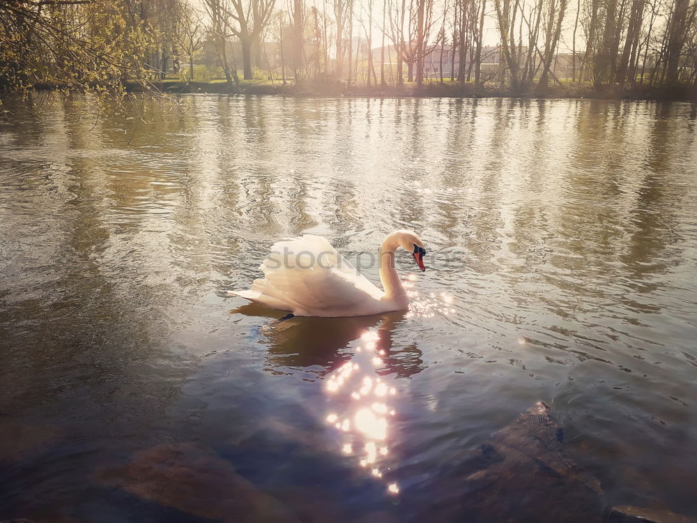 Similar – Foto Bild Ledas Schwäne Umwelt Natur