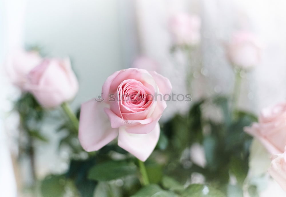 Similar – Flowers with pink ribbon