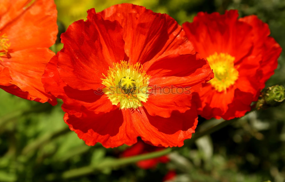 Similar – Image, Stock Photo Poppy seed in a double pack