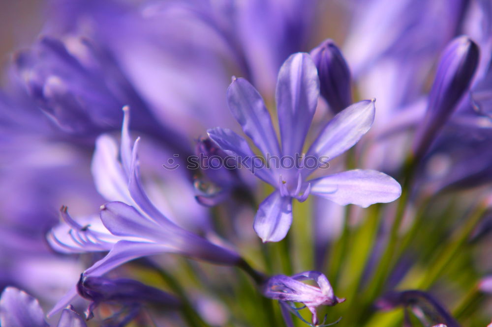 Similar – Traubenhyazinthe blau-violett blühende Blumen in einem Garten