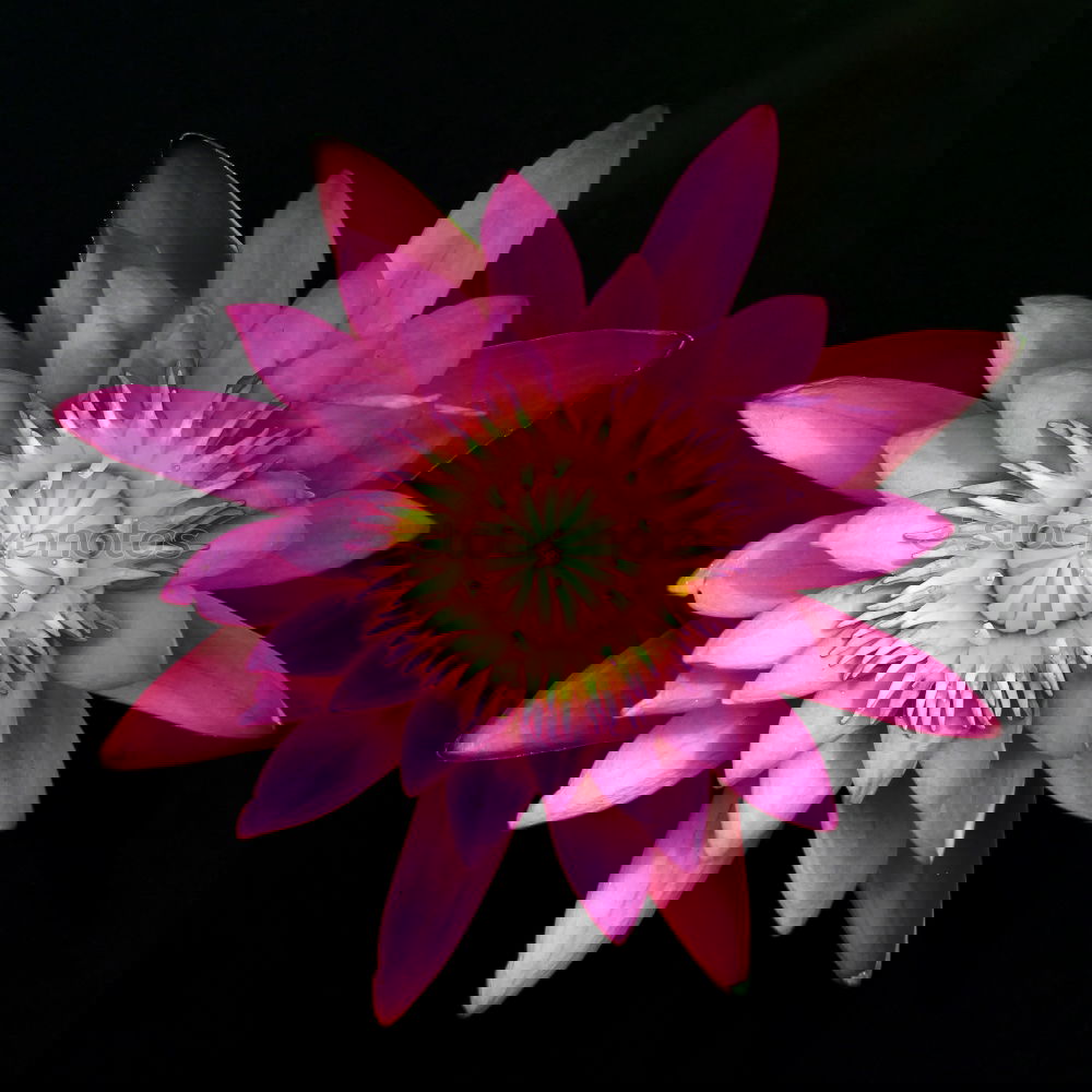 Similar – Foto Bild im licht Blume Blüte Blatt