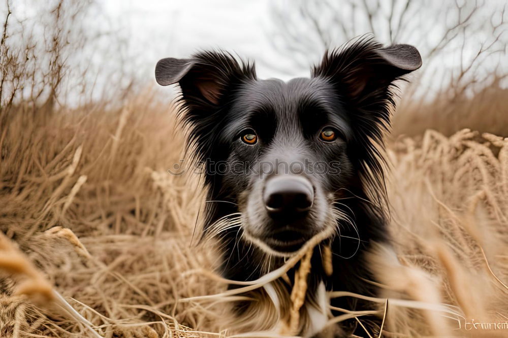 Similar – Funny dog sitting on beach