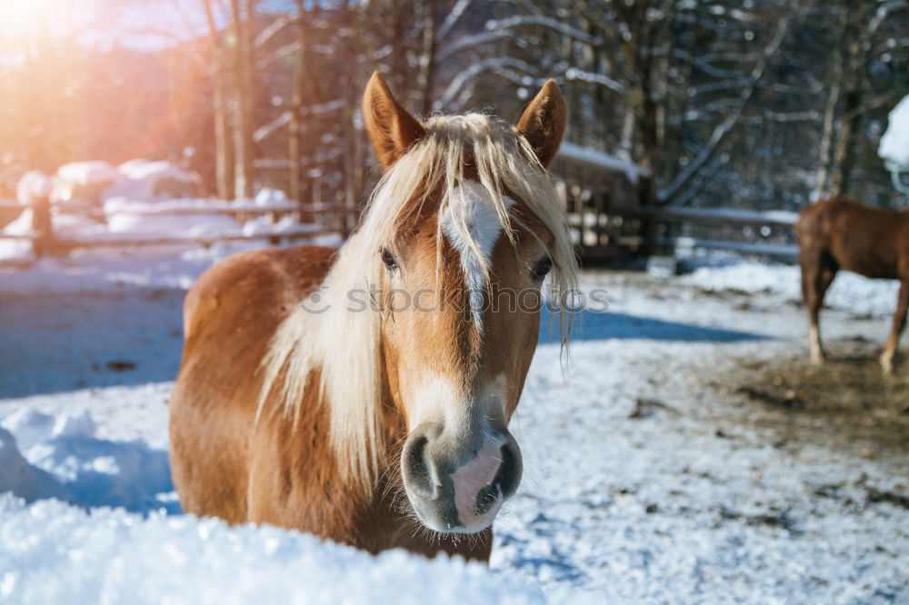 Similar – Image, Stock Photo Two horses Winter Nature