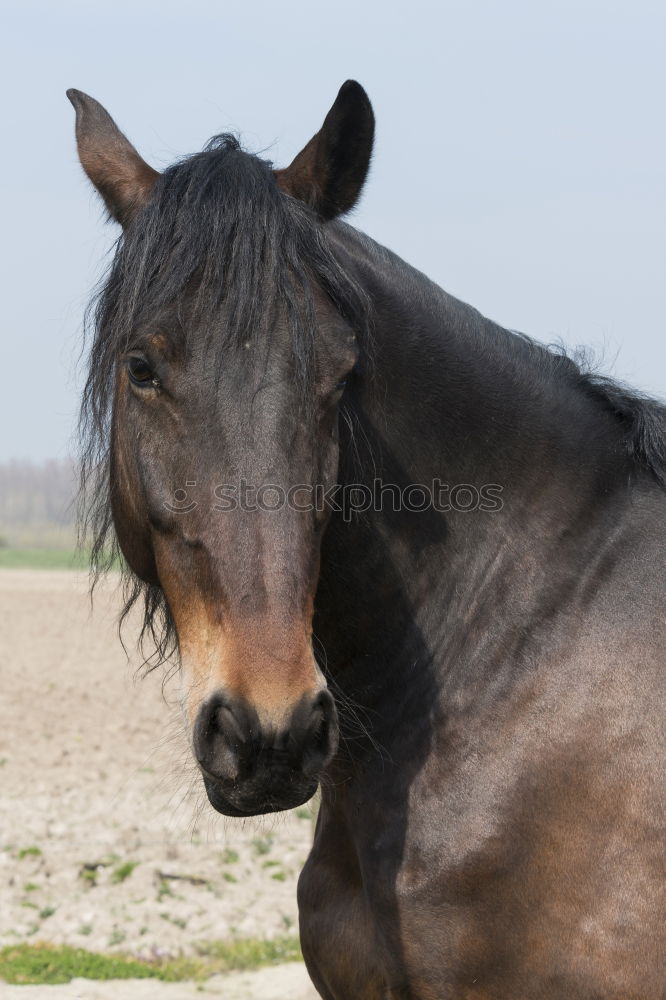 Similar – Image, Stock Photo Half Door Animal