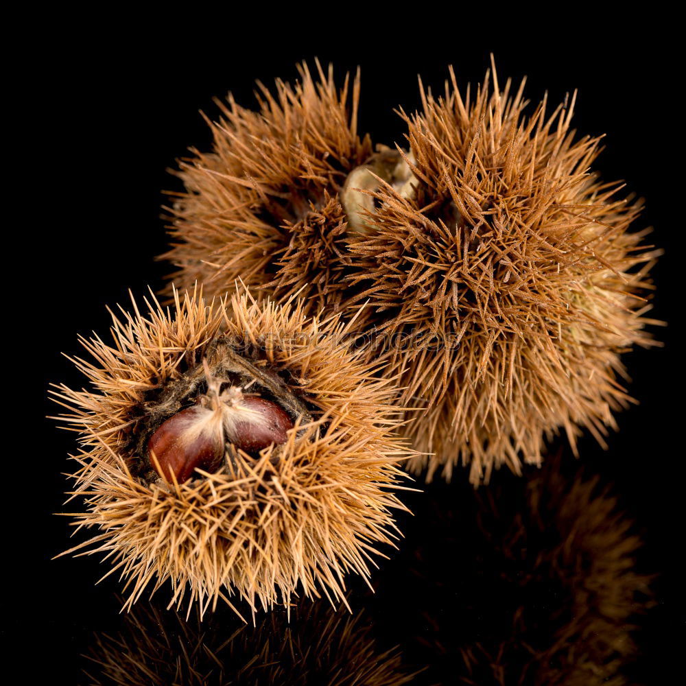 Similar – HedgehogSnailFruit