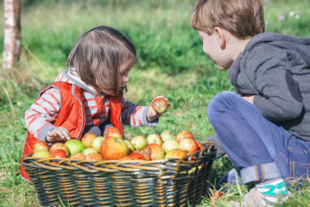 Similar – Image, Stock Photo Closeup of children putting fresh organic apples inside of wicker basket with fruit harvest