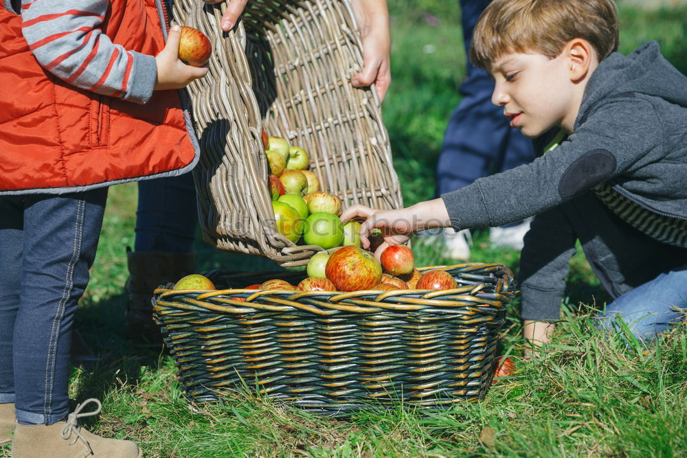 Image, Stock Photo Closeup of children putting fresh organic apples inside of wicker basket with fruit harvest