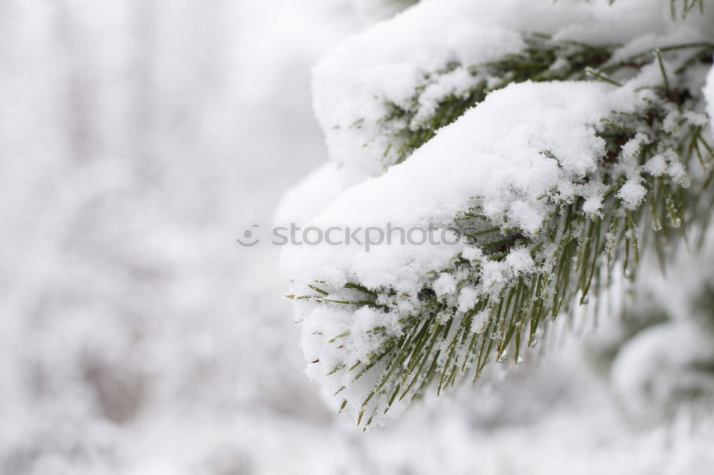 Similar – Mourning cross in the snow