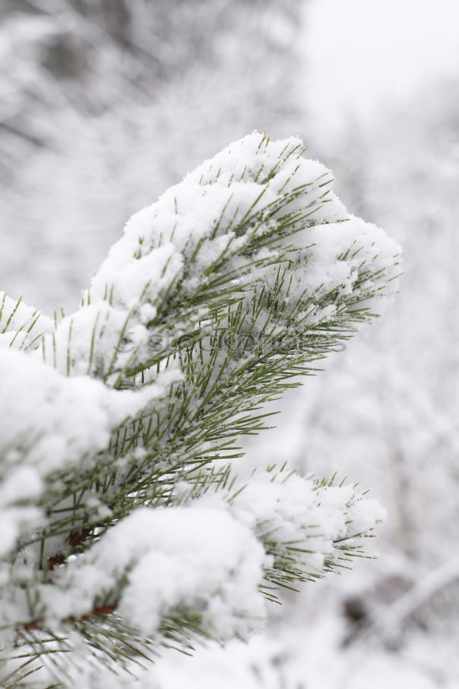 Similar – Stachel Umwelt Natur