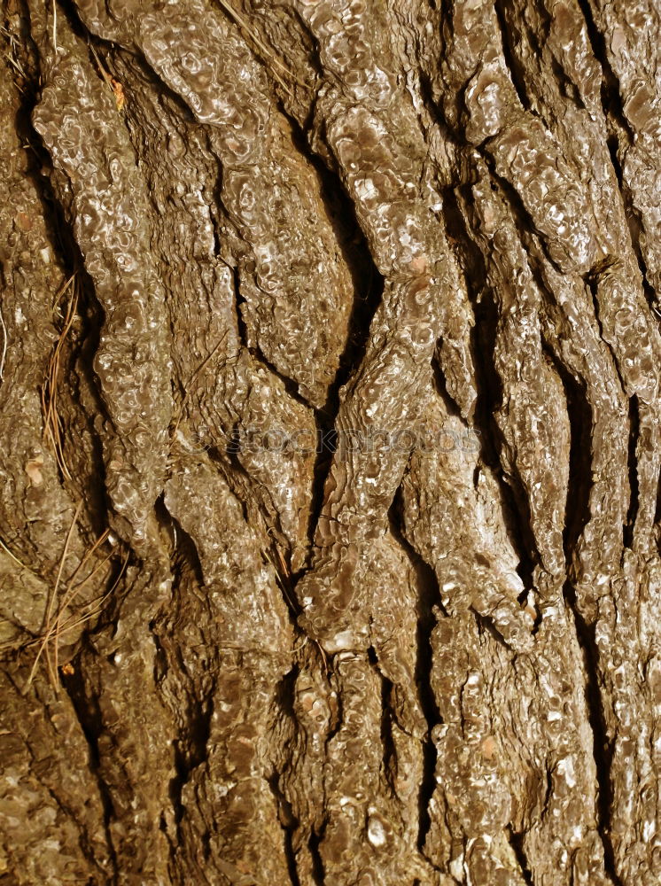 Similar – Image, Stock Photo Autumn of life Tree bark