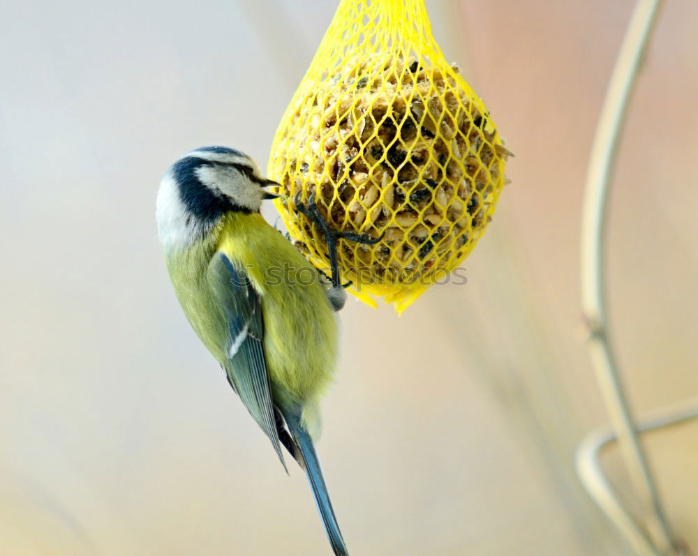 Image, Stock Photo blue tit on garden bird feeder