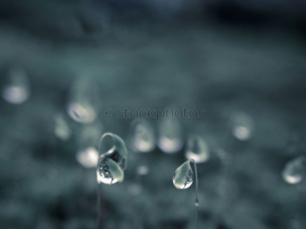 Similar – Image, Stock Photo frozen flora Plant Winter