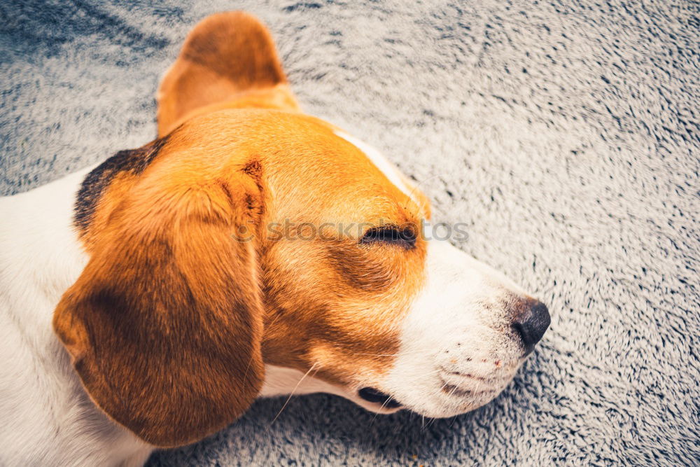 Similar – Image, Stock Photo Dogs Nose Animal Pelt