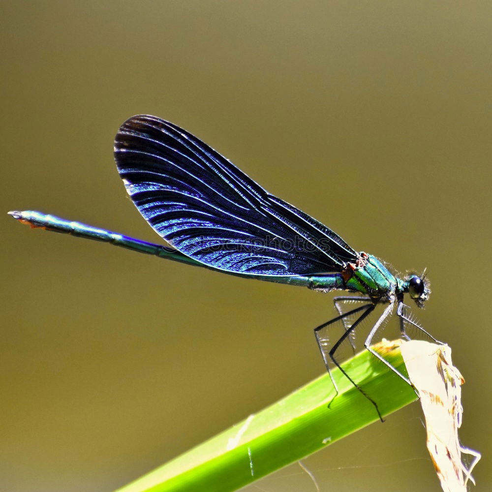 Similar – Image, Stock Photo Splendour Exemplar Nature