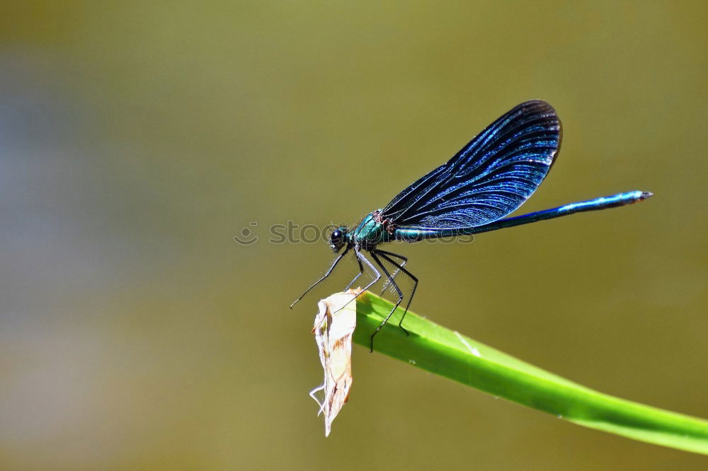 Similar – landing site Nature Animal