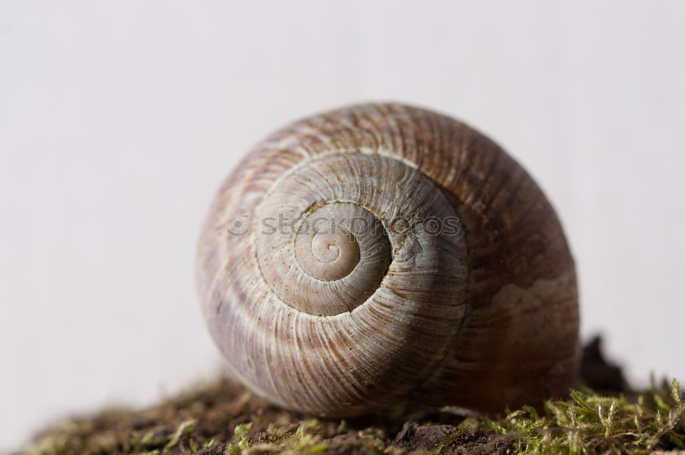 Similar – stone mushroom Food Hand