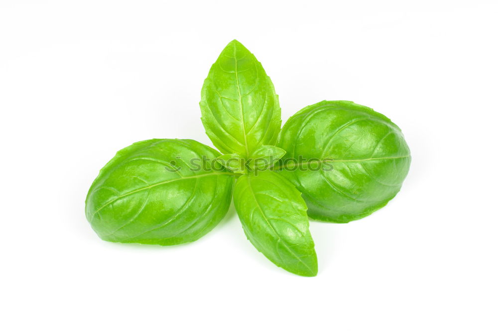 Similar – Basil / Basil Italy