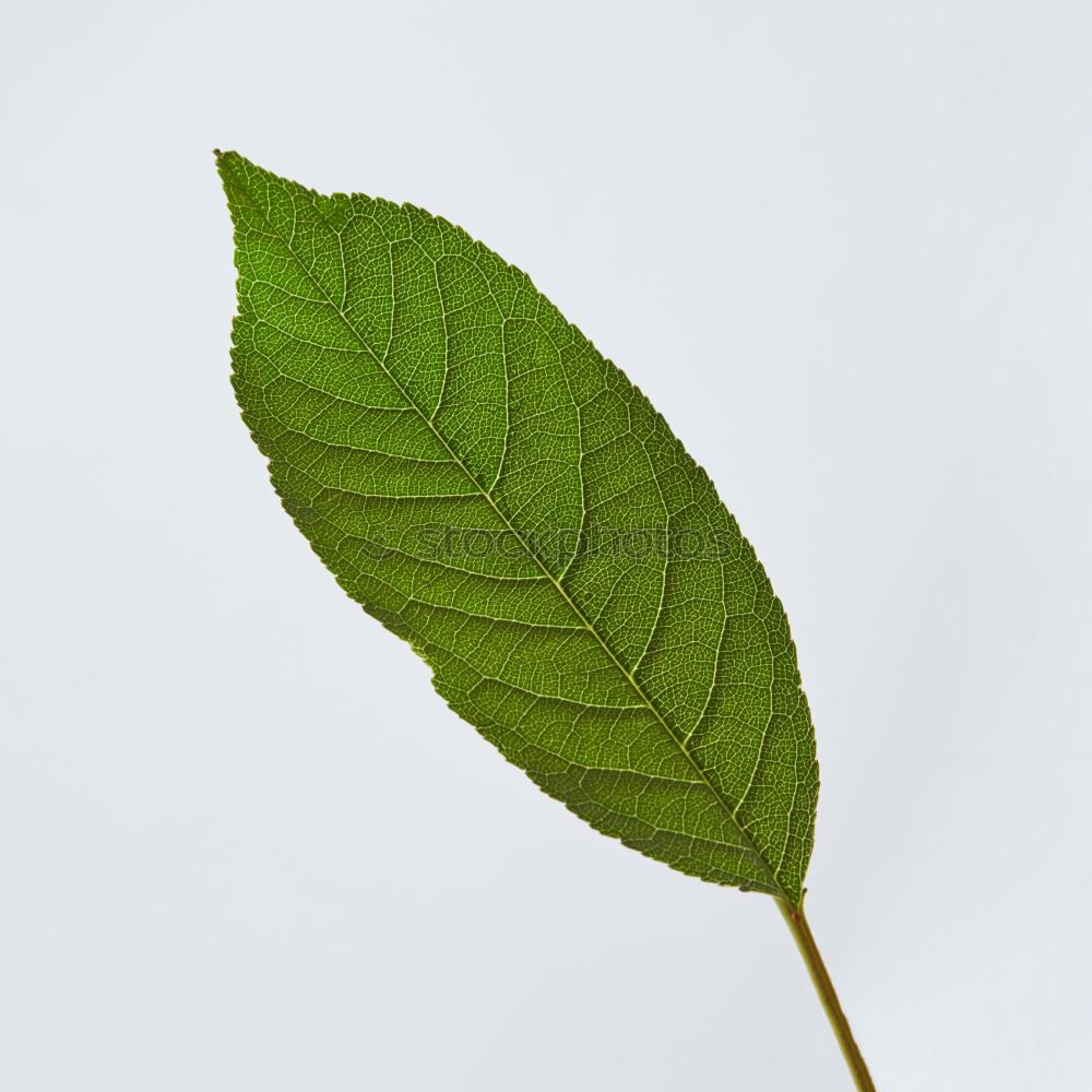 Similar – fruits and also the leaf of a plane tree