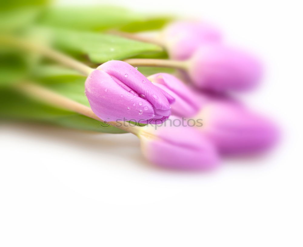 Similar – Image, Stock Photo lavender Lavender Flower