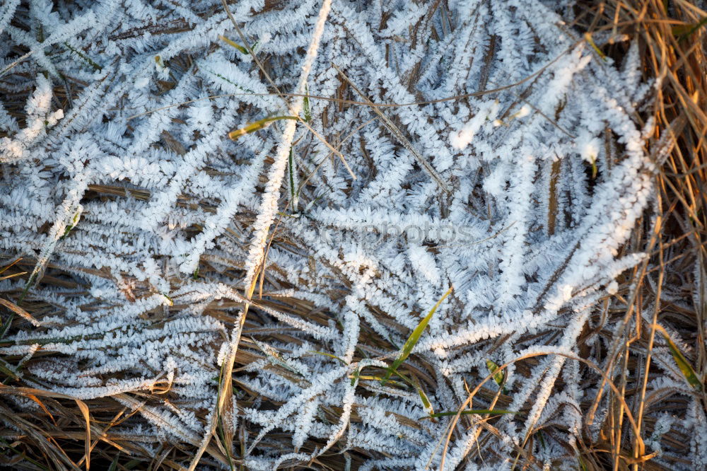 Similar – Frost. Winter Snow Ice