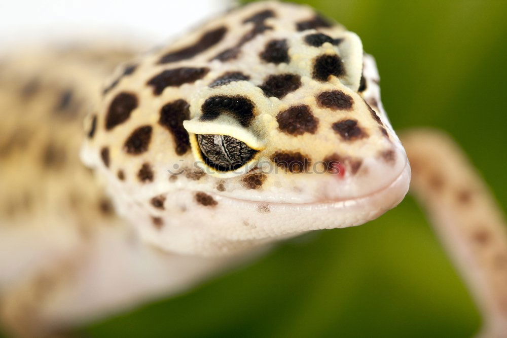 Similar – closeup of a beautiful vipera berus