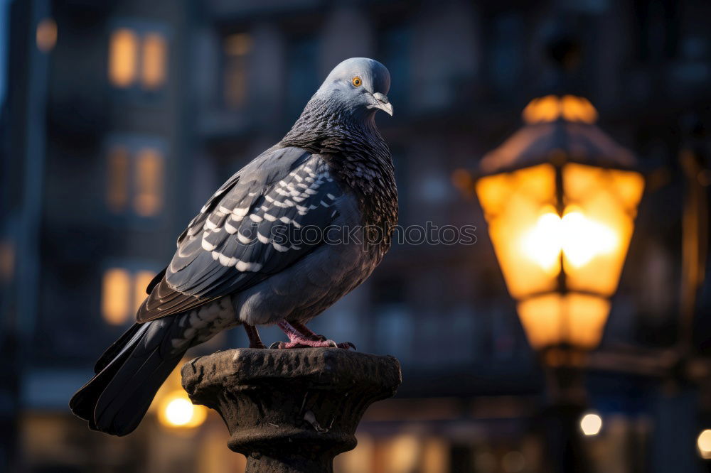 Similar – Image, Stock Photo unusual … Tourism