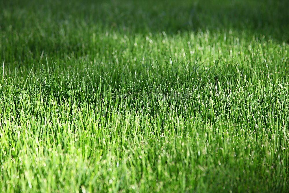 Similar – Simply Green Grass Lawn