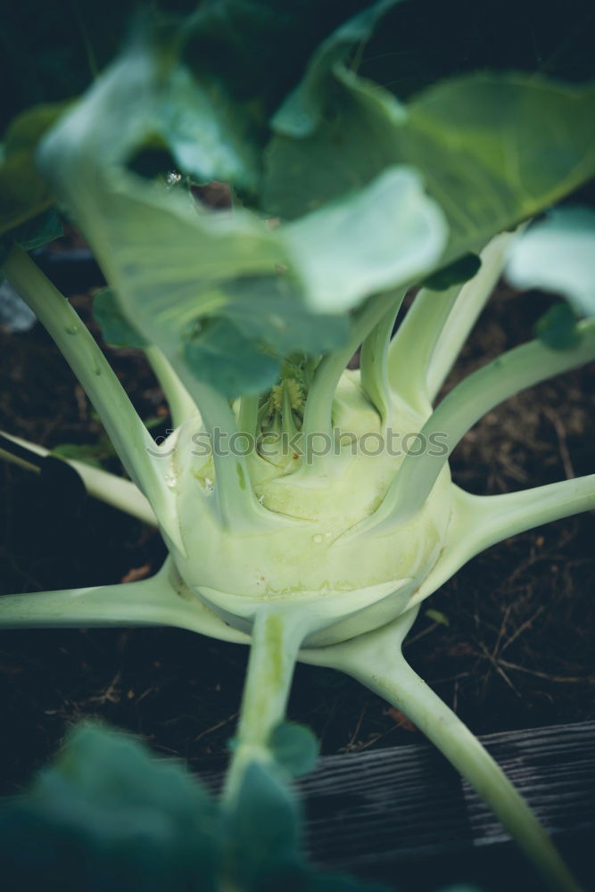 Similar – Foto Bild Kohlrabi grün frisch