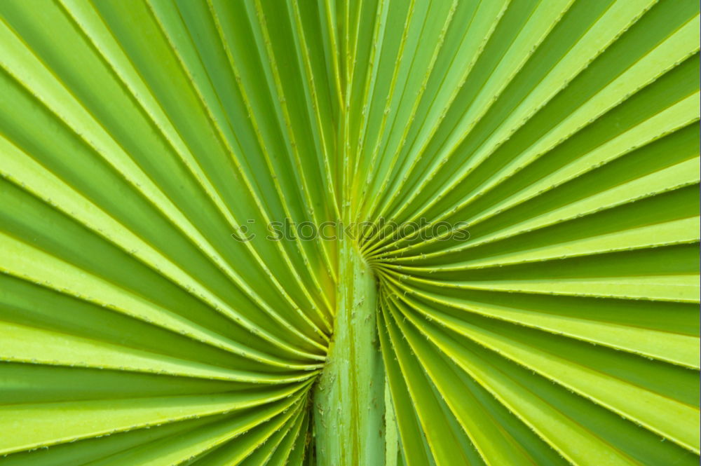 Similar – Green plant Plant Flower