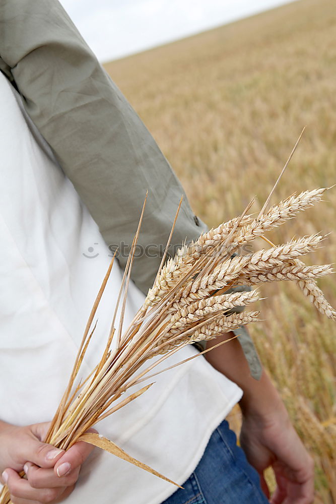 Similar – Foto Bild Jeans Im Kornfeld Sommer