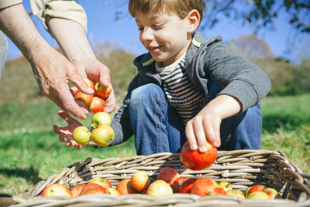 Similar – Image, Stock Photo Closeup of children putting fresh organic apples inside of wicker basket with fruit harvest