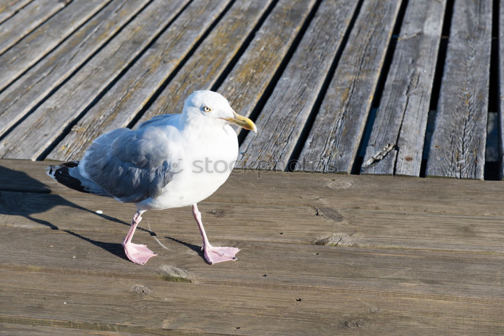 Similar – Image, Stock Photo Day at the sea Relaxation