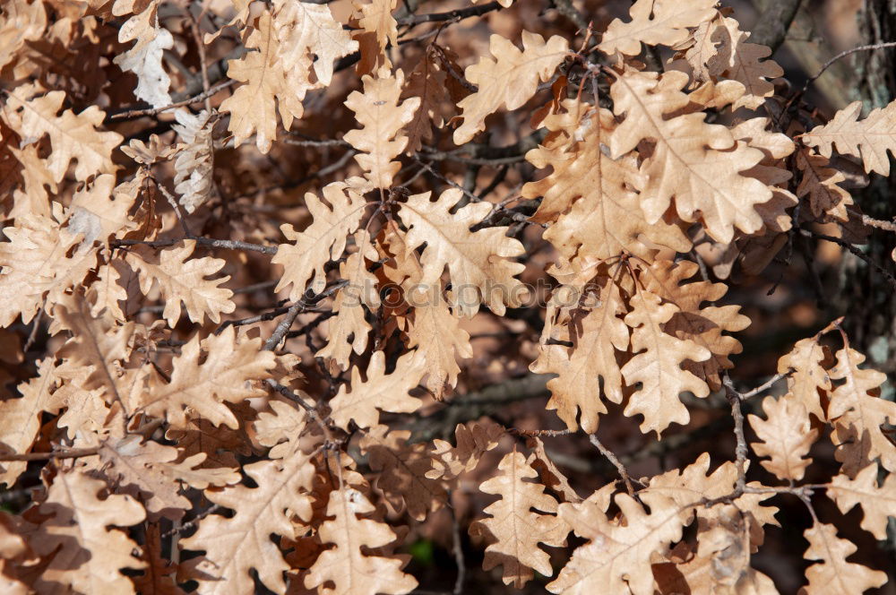 Similar – Image, Stock Photo Purple lime leaf on mossed lawn with hoarfrost