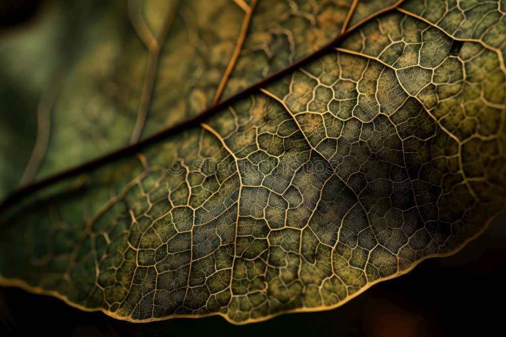 Similar – Image, Stock Photo Close-up berries in forest