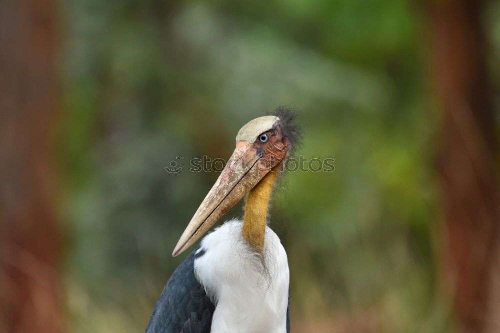 Similar – Sarus Crane Environment