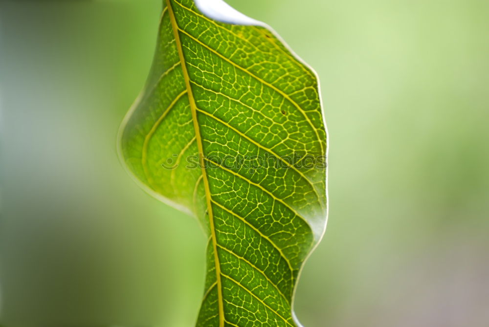 Similar – Image, Stock Photo hidden happiness? Clover