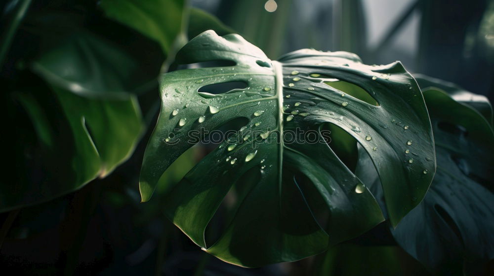 Similar – Image, Stock Photo urban gardening tomato cultivation