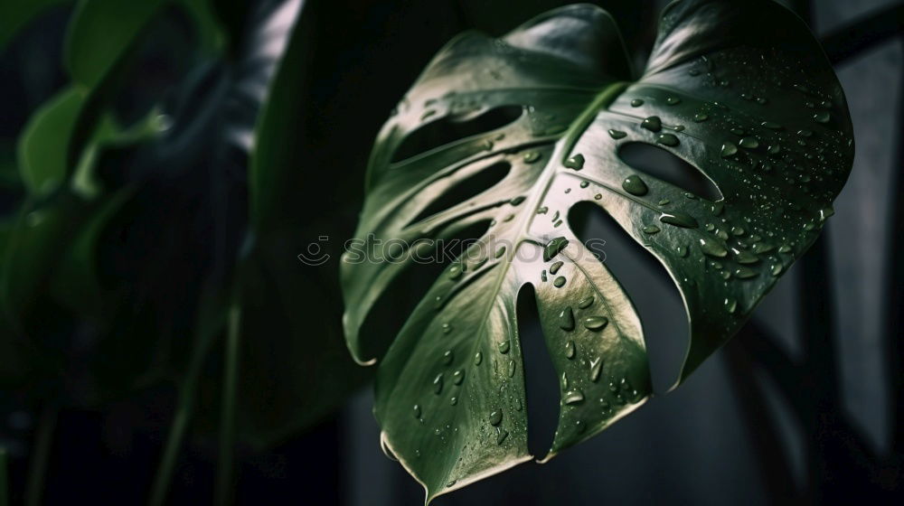 Similar – Backlit leaves Nature