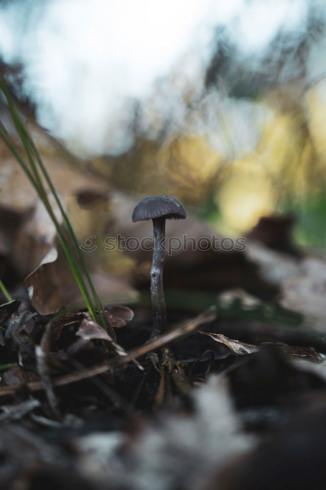 Similar – Image, Stock Photo Upside-down world /Pale mushrooms found in the forest on brown leaves, end of December.