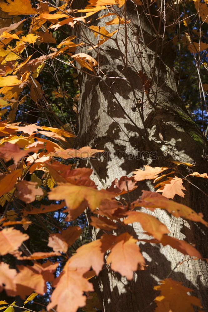 Similar – Image, Stock Photo Worst Autumn ever Leaf