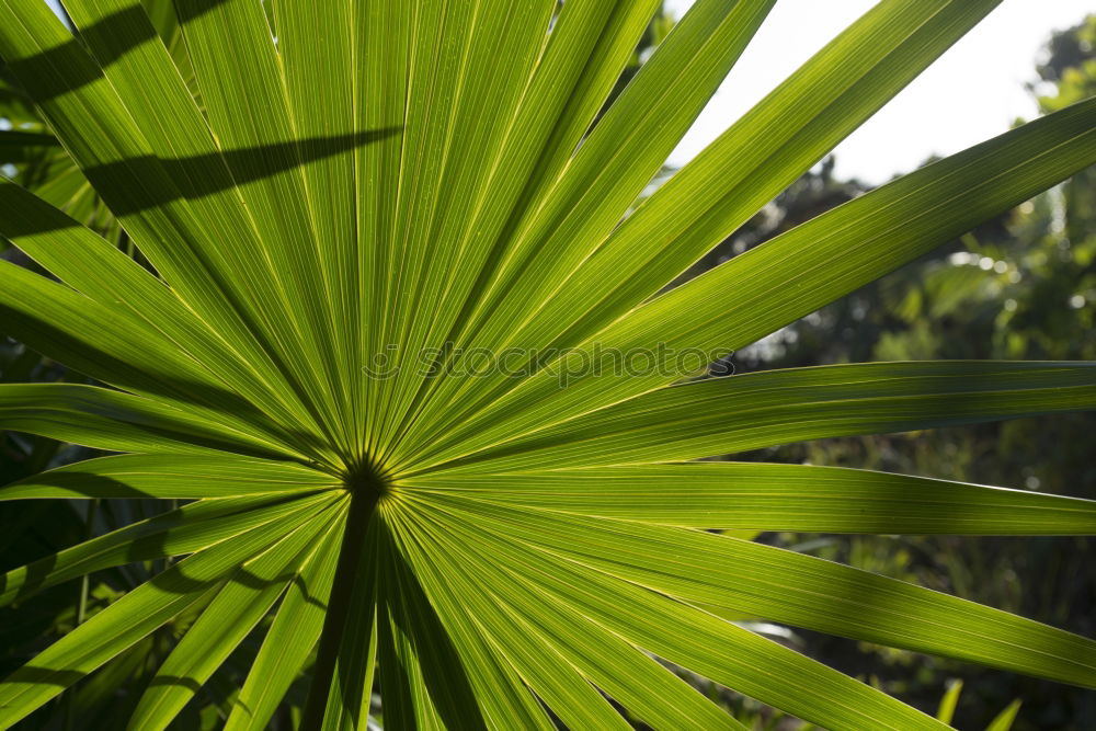 Similar – Image, Stock Photo agave Spring Agave Blossom