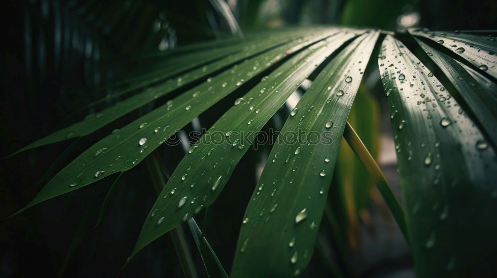 Similar – Image, Stock Photo Meadow after the rain