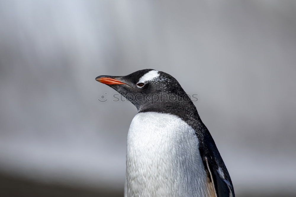 Similar – Foto Bild Fuut Vogel Ferne