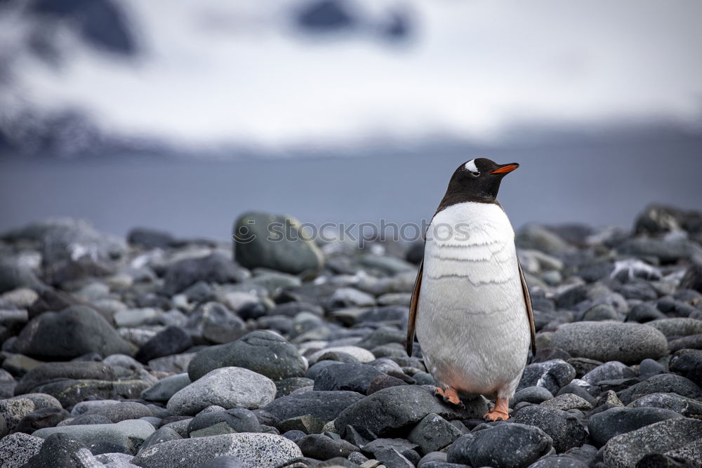 Similar – Arctic penguins Nature