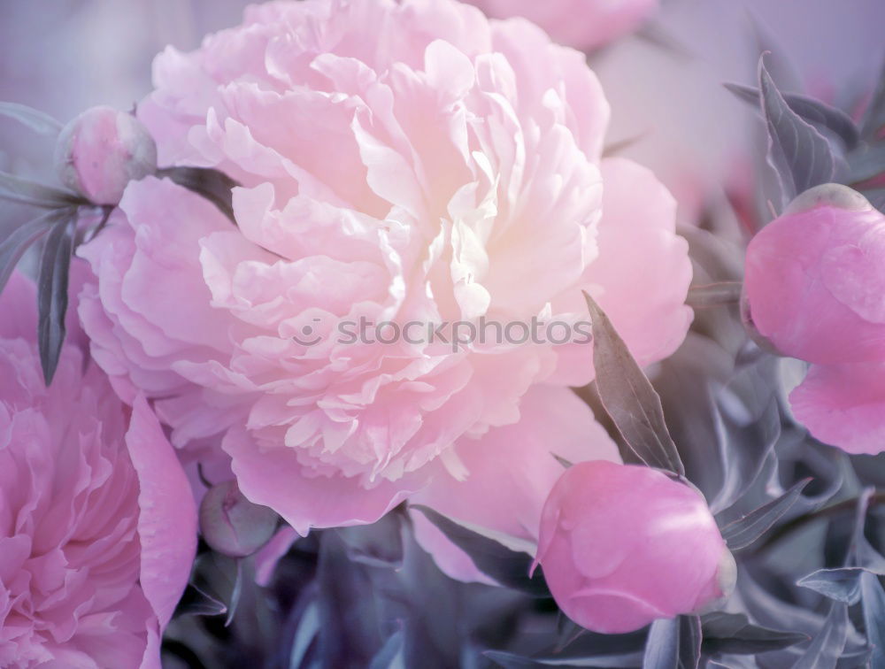 Similar – Rosa Pfingstrosen romantische Blumen Hintergrundbilder