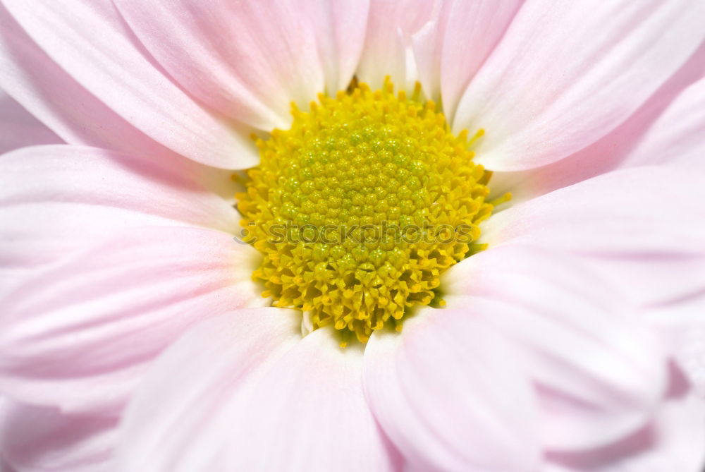 Similar – Der Frühling kommt weiß