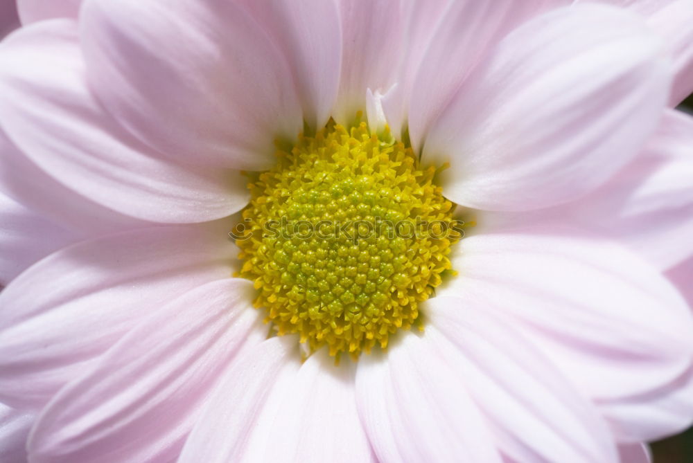 Similar – Image, Stock Photo Environment Nature Plant