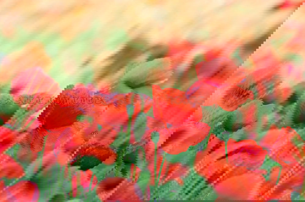 Similar – Image, Stock Photo poppy field in summertime. vintage retouch