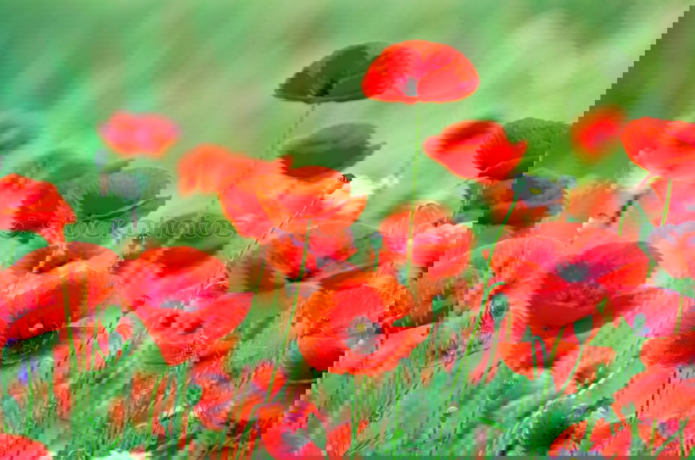 Similar – Image, Stock Photo poppy field in summertime. vintage retouch